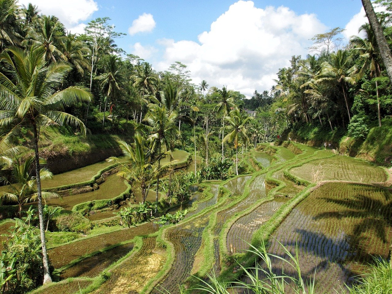 rice-field